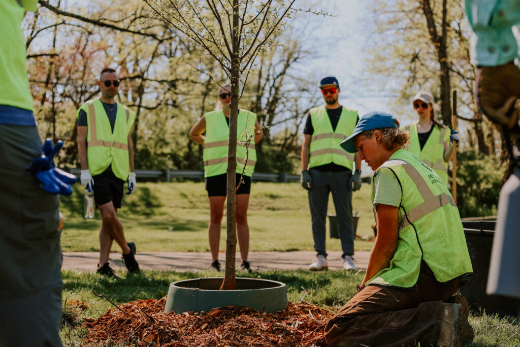 Team members planting tree at Louisville Tree Fest.